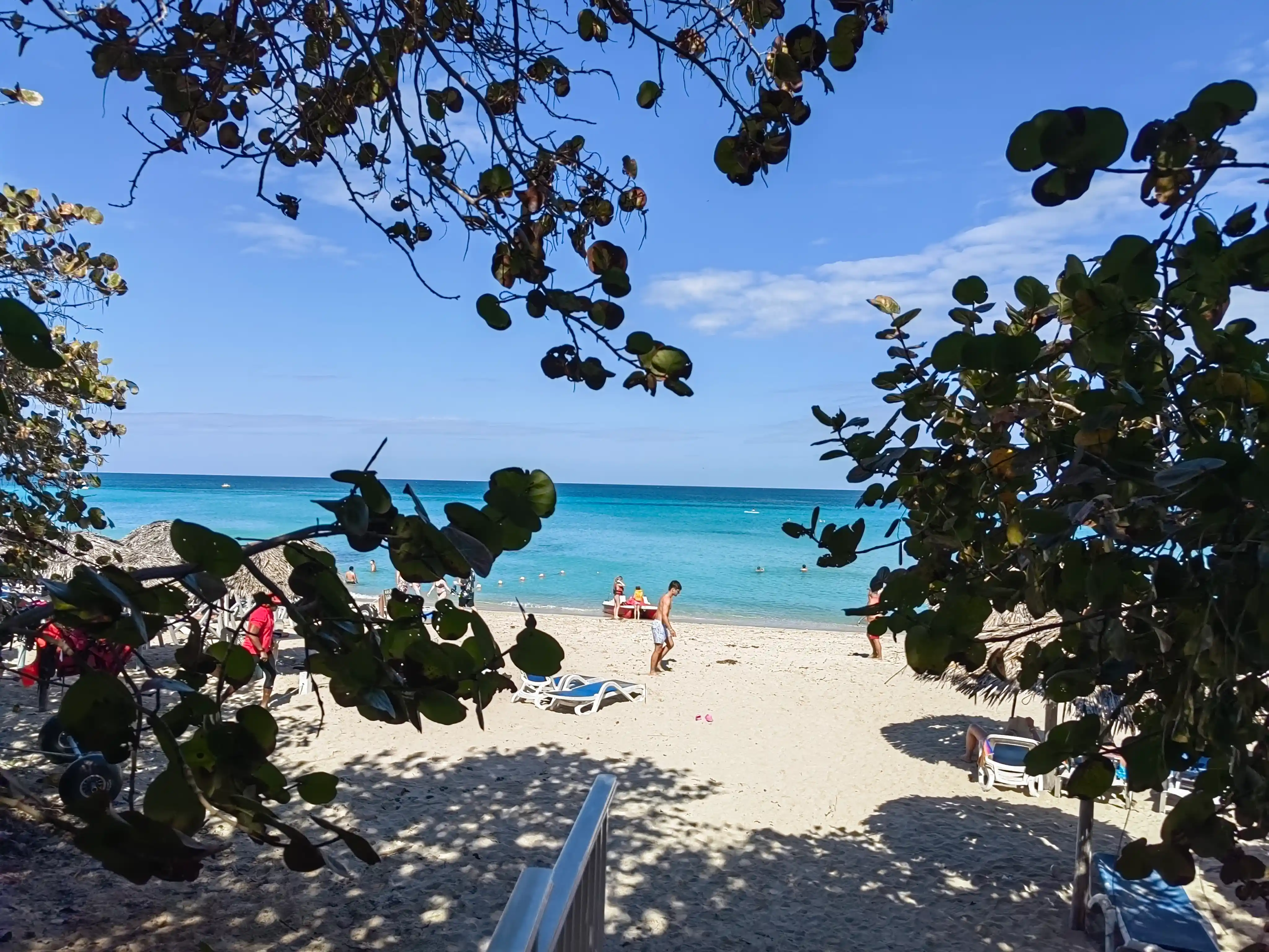 Beach through tree branches