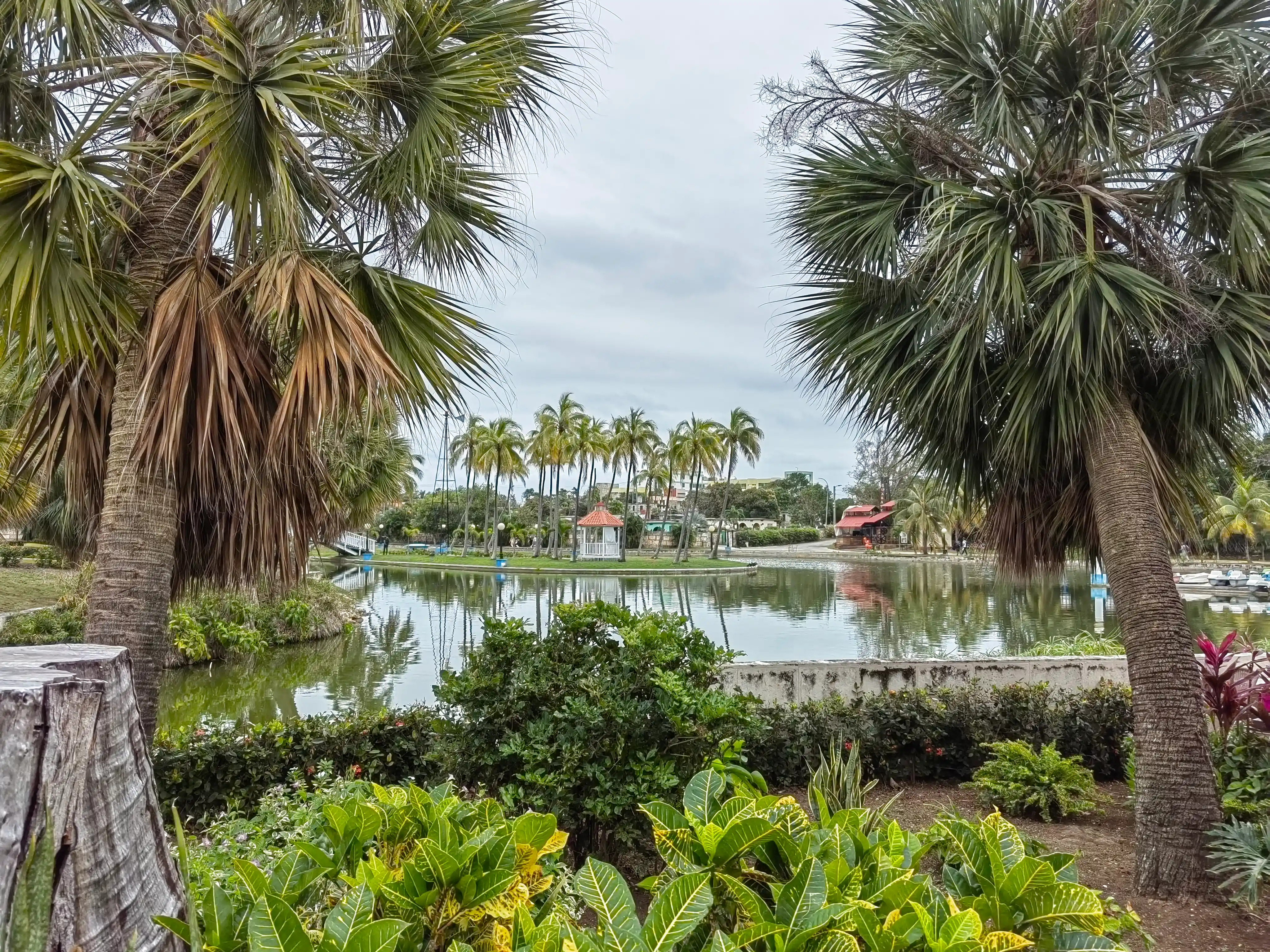 Lagoon with palm trees