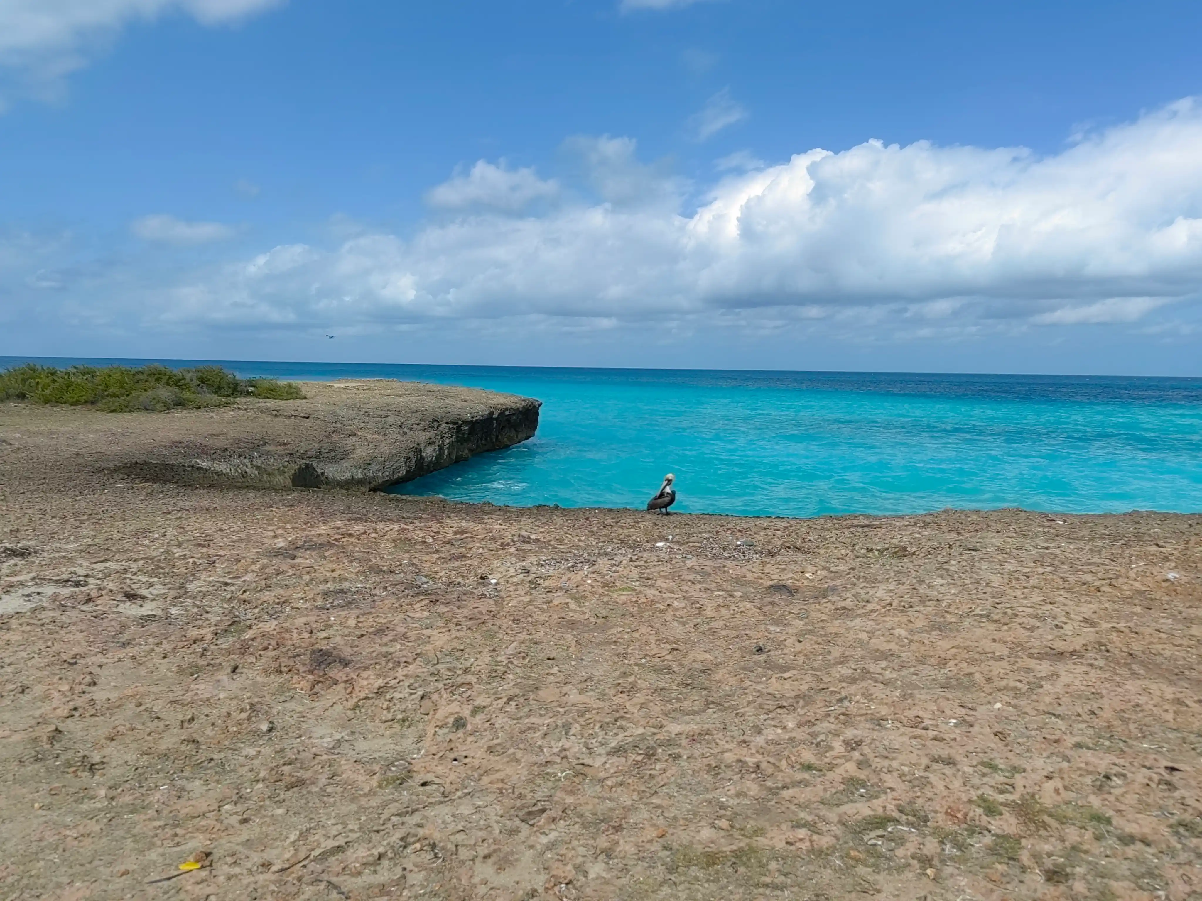 Rocky coast with pelican